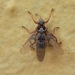 Hippoboscoidea - Photo (c) Juan Garcia, כל הזכויות שמורות, הועלה על ידי Juan Garcia