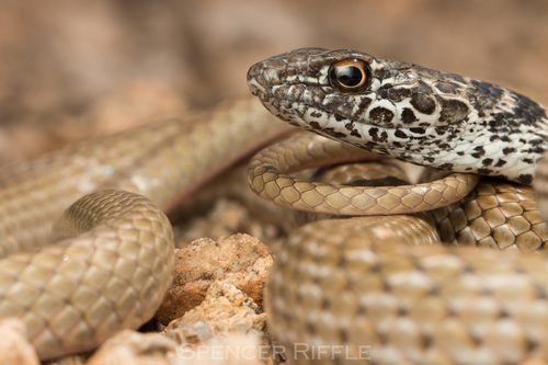 Coachwhip