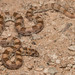 Western Leaf-nosed Snake - Photo (c) spencer_riffle, all rights reserved, uploaded by spencer_riffle