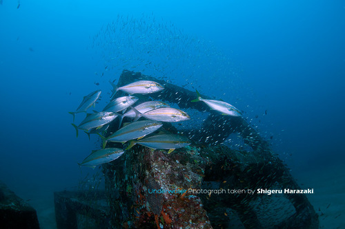 Japanese Amberjack
