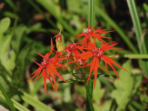 Silene wilfordii