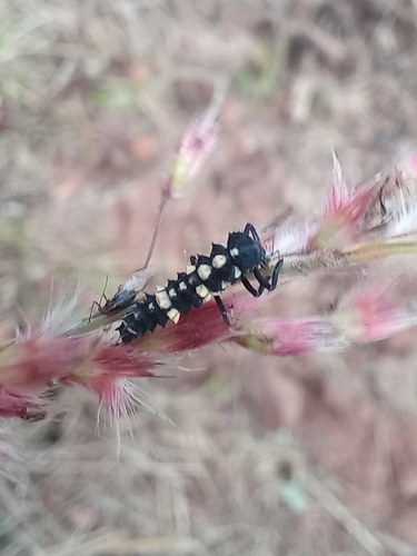Lunate Lady Beetle