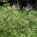 Koenigia divaricata - Photo (c) snv2, todos los derechos reservados, subido por snv2