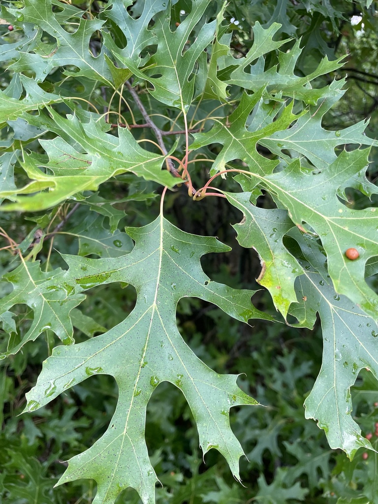 Northern Pin Oak From Sherburne National Wildlife Refuge, Princeton, Mn 