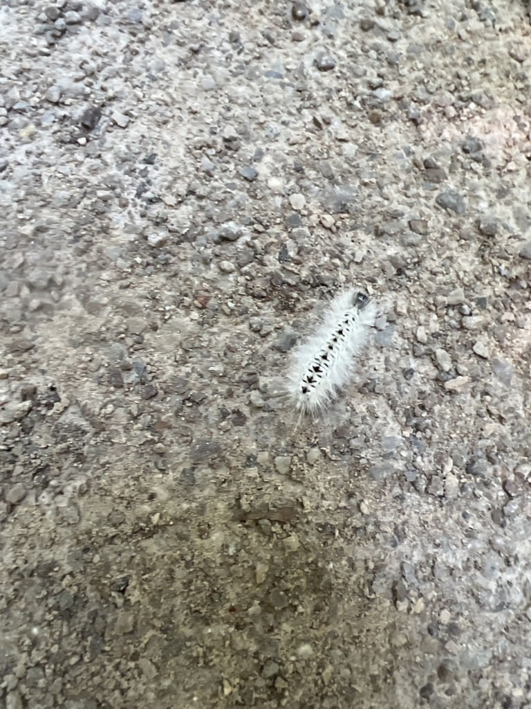 Phaegopterina from Amber Way, North Ridgeville, OH, US on September 2