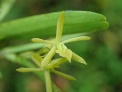 Epidendrum geminiflorum image