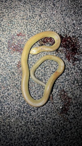 Mulga Snake sighting