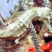 Observation photo