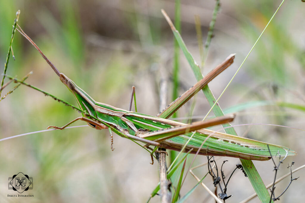 Oriental Longheaded Locust from 中国江苏省南京市江宁区 on September 02, 2023 at 12 ...