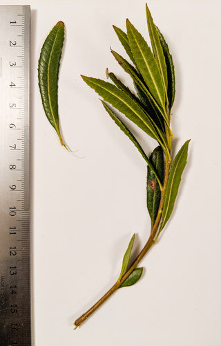 Pacific Wax myrtle