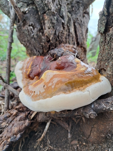 Ganoderma polychromum