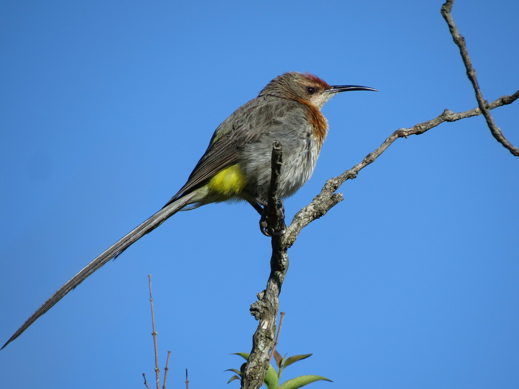 Gurney's Sugarbird (Promerops gurneyi) photo