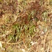 Hymenophyllum digitatum - Photo (c) Andriambolantsoa Rasolohery, todos los derechos reservados, subido por Andriambolantsoa Rasolohery