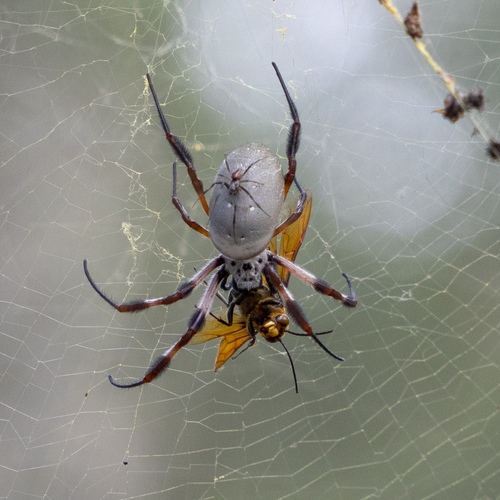 Australian Golden Orbweaver