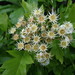 Chinese Hawthorn - Photo (c) snv2, all rights reserved, uploaded by snv2