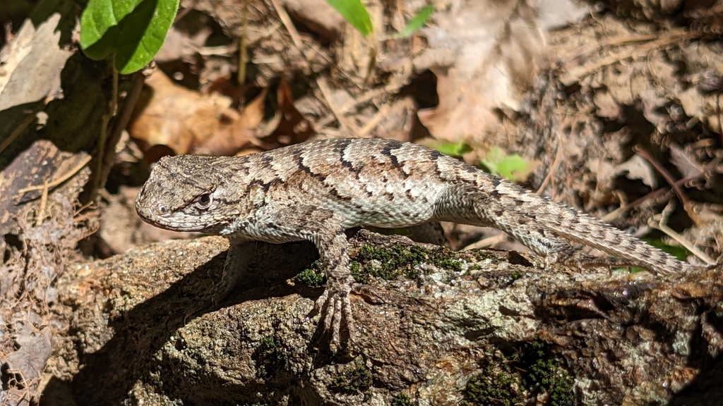 Eastern Fence Lizard from Connelly Springs NC 28612 USA on September