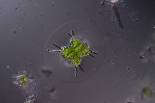 Xanthidium subhastiferum