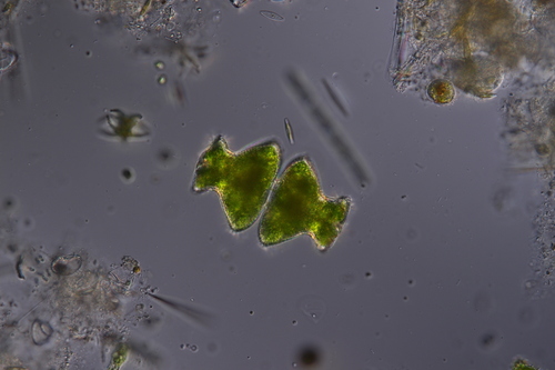 Euastrum wollei