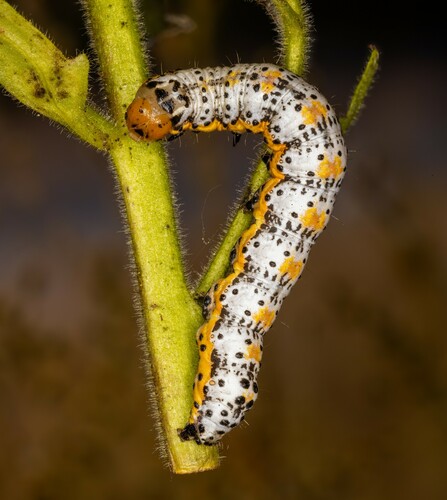 iNaturalist observation photo of Purple-lined Sallow