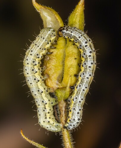 iNaturalist observation photo of Purple-lined Sallow