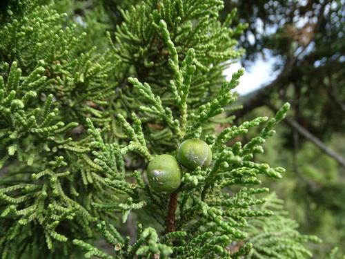 Persian juniper