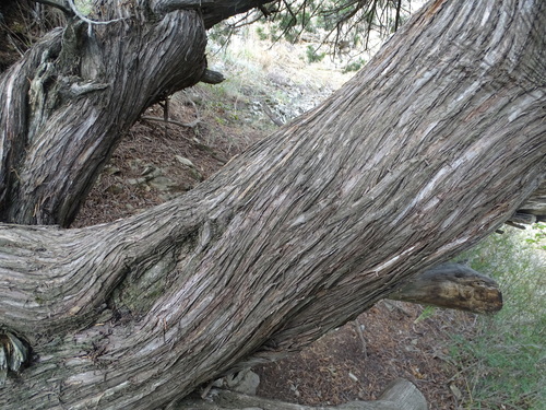 Persian juniper