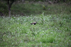 Vanellus chilensis image