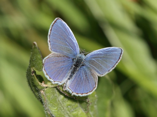 Provençal short-tailed blue