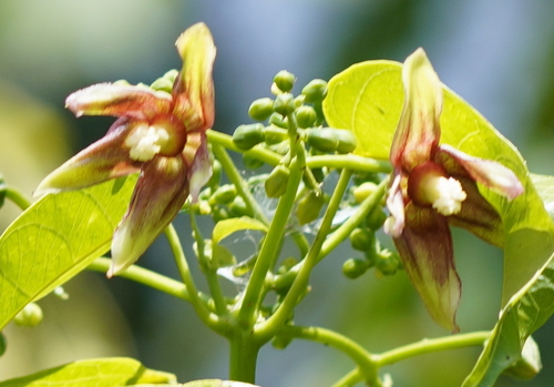 Cassava