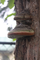 Fomitiporia robusta image