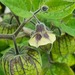 Cape Gooseberry - Photo (c) Cesar Ormazabal, all rights reserved, uploaded by Cesar Ormazabal