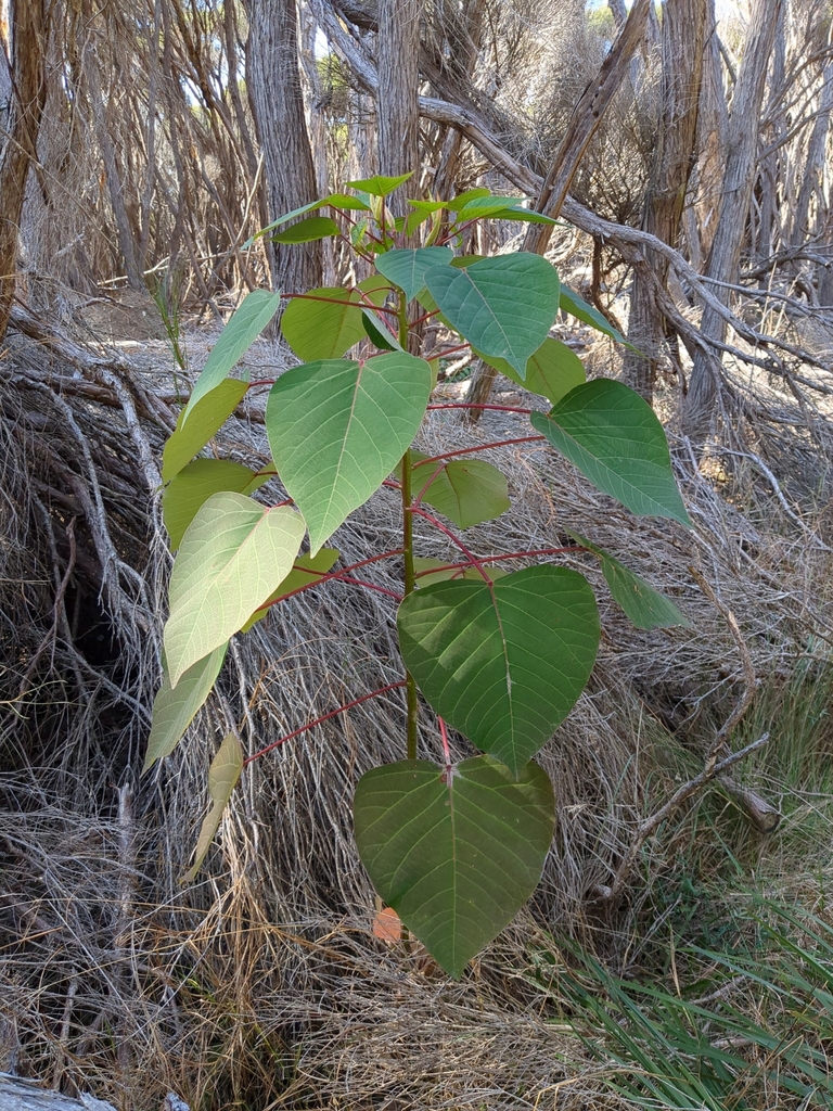 Bleeding Heart from Tura Beach NSW 2548, Australia on September 3, 2023 ...