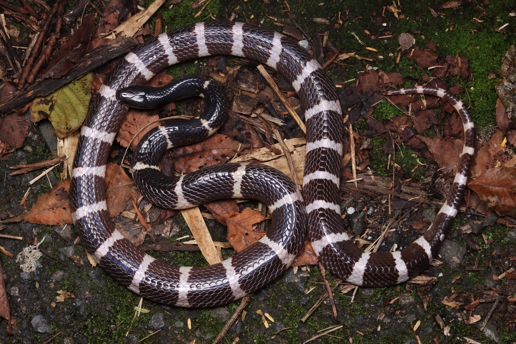 Suzhen’s Krait (Bungarus suzhenae)