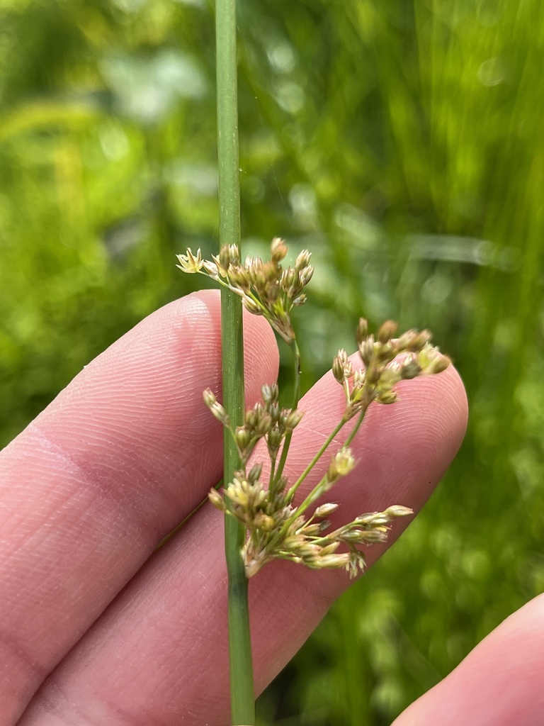 Soft Rush from The University of North Carolina at Chapel Hill, Chapel
