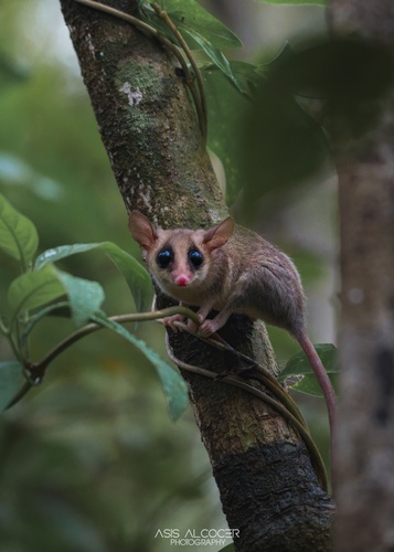 Yucatán Gray Mouse Opossum