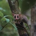 Yucatán Gray Mouse Opossum - Photo (c) Asis Alcocer, all rights reserved, uploaded by Asis Alcocer