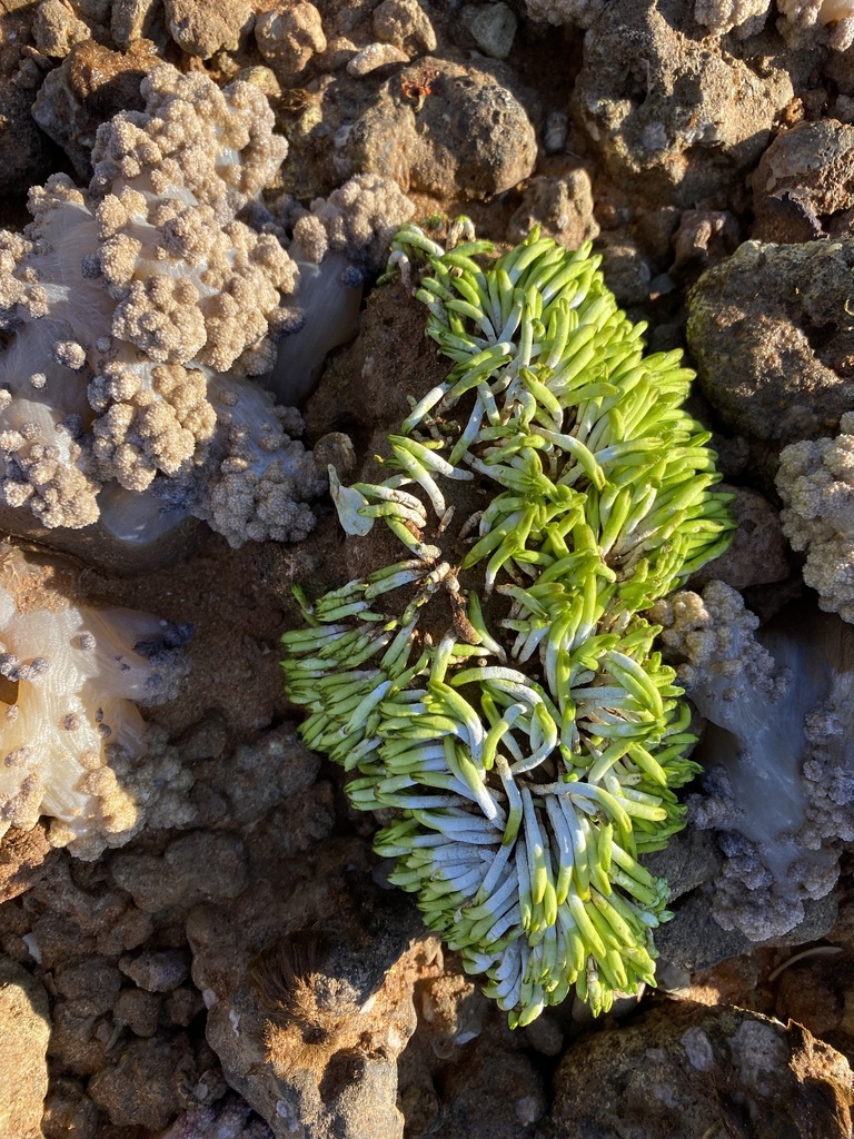 Neomeris vanbosseae (Neomeris vanbosseae)