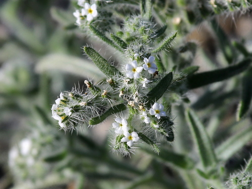 Cryptantha inaequata · iNaturalist Mexico
