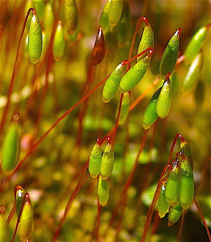 bryum moss (Bryum lisae)