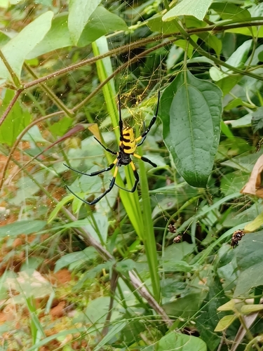 Trichonephila turneri