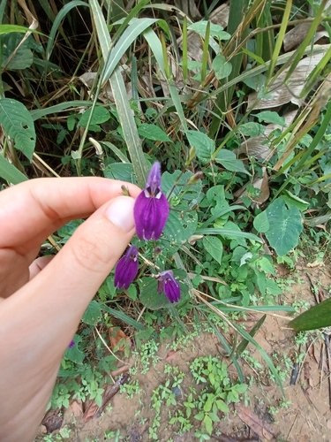 Brillantaisia lamium