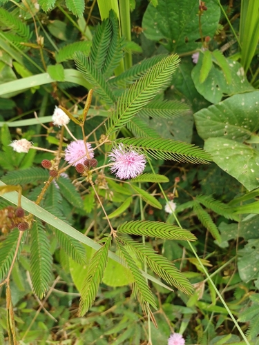 Sensitive Plant