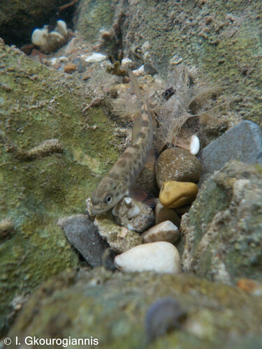 Zubatak Trout (Salmo dentex) · iNaturalist