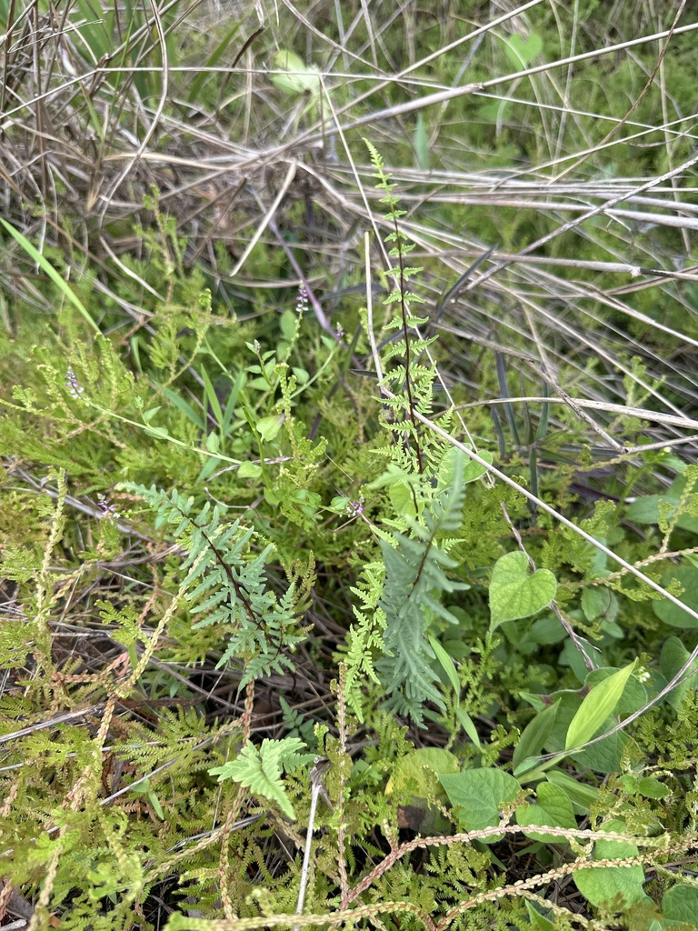 Oeosporangium belangeri (Oeosporangium belangeri)
