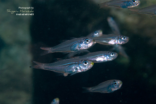 Glassy Cardinalfish