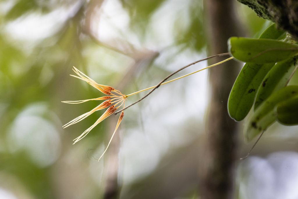Bulbophyllum hirundinis (Bulbophyllum hirundinis)