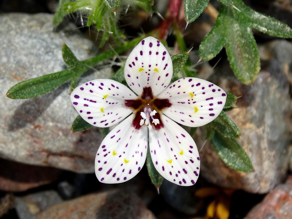 Subspecies Langloisia setosissima punctata · iNaturalist