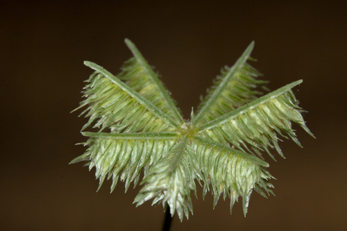 buttongrass (Dactyloctenium radulans)