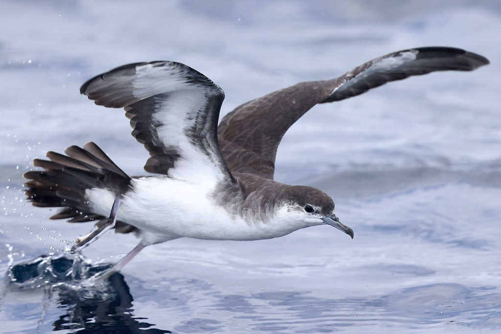 Sargasso Shearwater (Puffinus lherminieri) photo