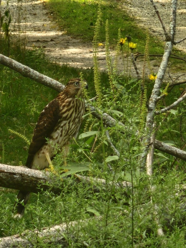 Cooper's Hawk from Union Township, IN, USA on September 3, 2023 at 11